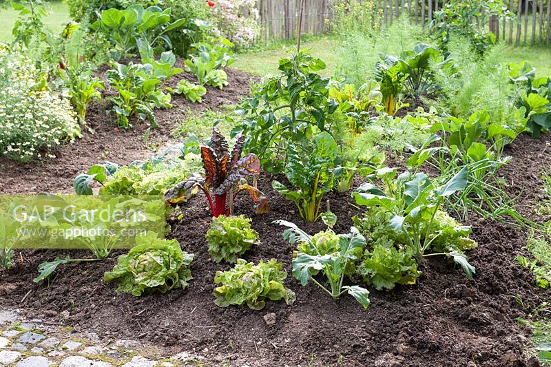 Vegetable bed with Tomato - Lycopersicon,  Lactuca, Beta vulgaris, Kohlrabi - Brassica, Allium cepa and Fennel - Foeniculum