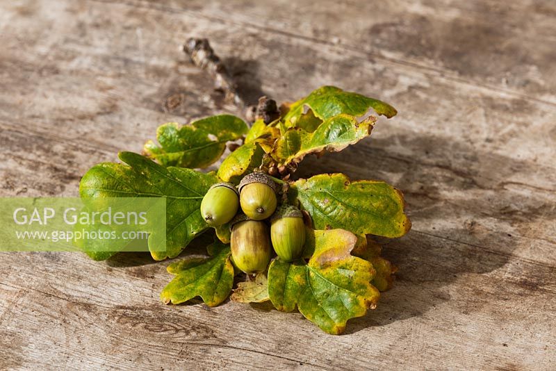Acorns - Quercus robur 