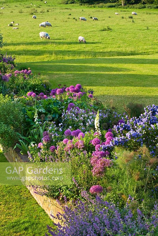GLYNDEBOURNE, EAST SUSSEX: BORDER BESIDE THE LAWN WITH CEANOTHUS AND ALLIUMS BESIDE BRICK WALL - SHEEP GRAZING IN FIELD BEYOND. BORDER, SUMMER, BULBS