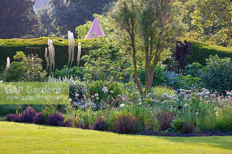 Lawn and border with Eremurus, Alliums and Berberis.  Champagne tent beyond. Summer 