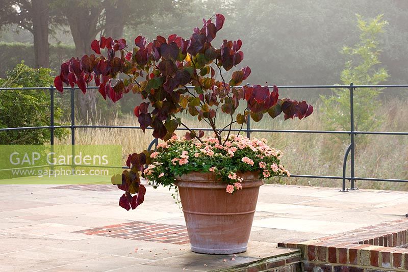 Terrace with terracotta container planted with cercis canadensis, forest pansy and peach coloured verbena 