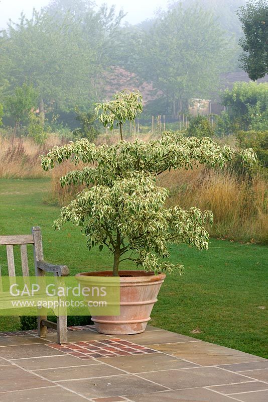 Terrace with terracotta container planted with cornus 