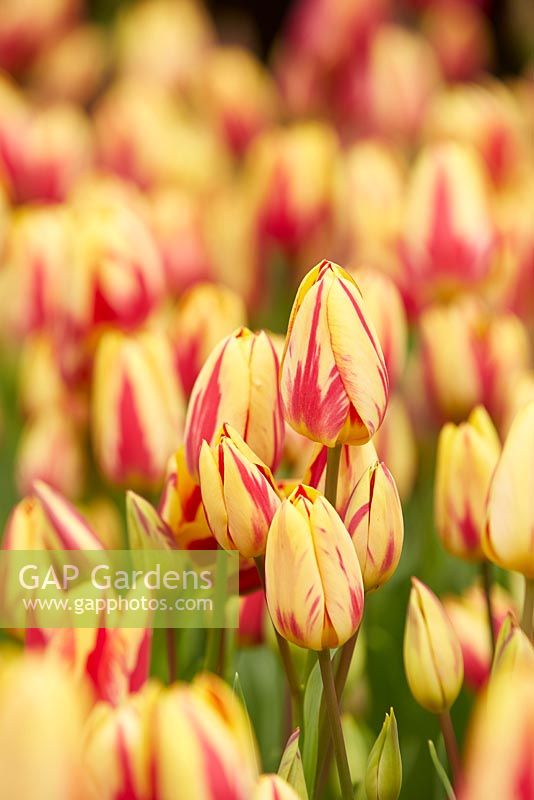 Tulipa Colour Spectacle