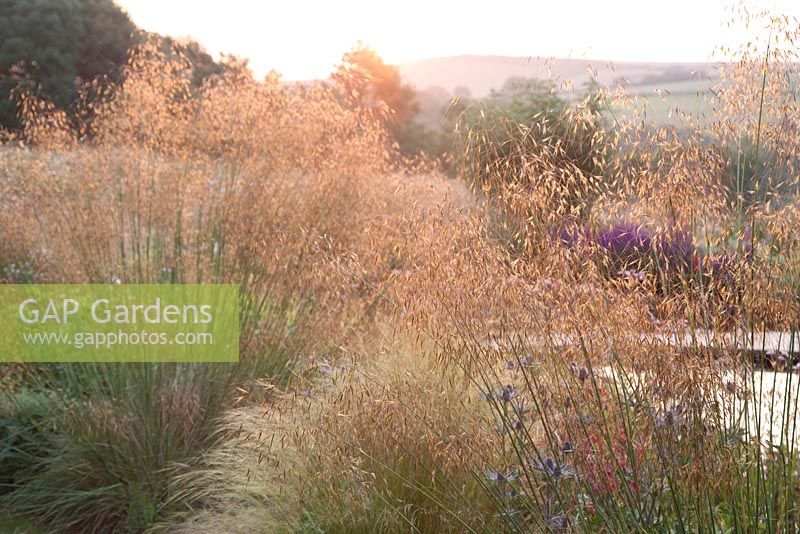 Stipa gigantea in summer border at dawn. Follers Manor, Sussex. Designed by: Ian Kitson