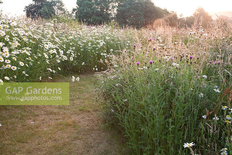 Grasses, Leucanthemum vulgare and Centaurea nigra Knapweed in wildflower meadow with mown path. Follers Manor, Sussex. Designed by: Ian Kitson