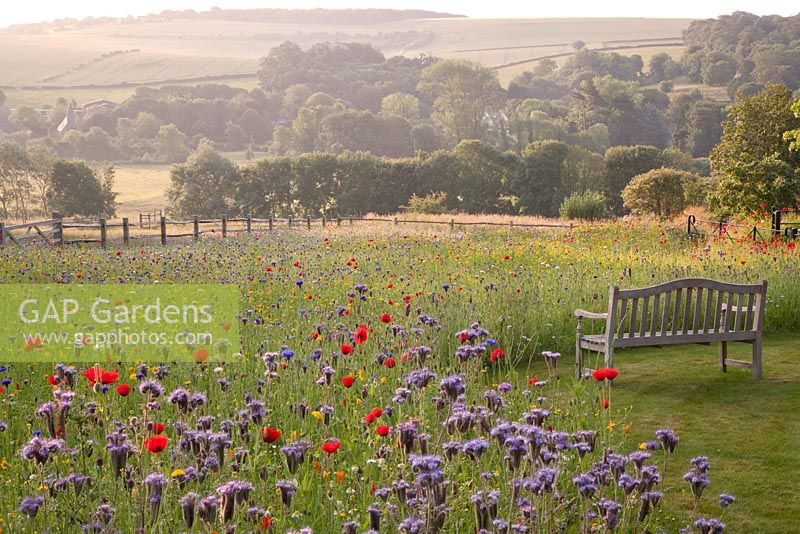 Bench overlooking countryside views and wildflower meadow with Phacelia tanacetifolia, Chrysanthumum, Centaurea cyanea and Papaver rhoeas - field poppy. Follers Manor, Sussex. Designed by: Ian Kitson
