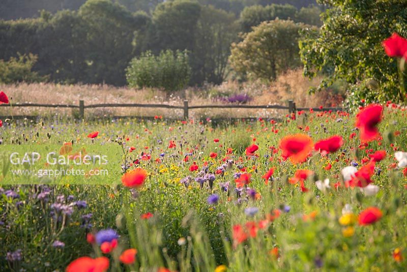 Wildflower meadow with Phacelia tanacetifolia and Papaver rhoeas - field poppy. Follers Manor, Sussex. Designed by: Ian Kitson