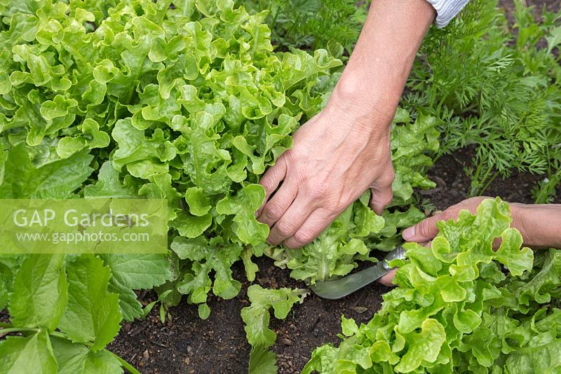 Harvesting Lettuce 'Ashbrook' - Lactuca sativa