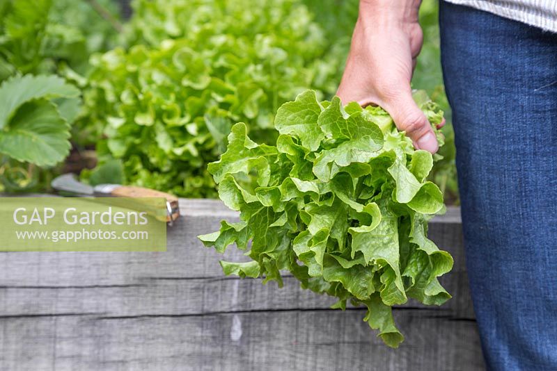 Holding harvested Lettuce 'Ashbrook' - Lactuca sativa