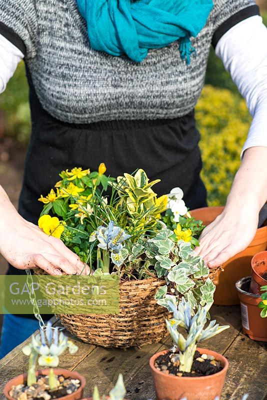 Planting a February hanging basket. Completed basket with winter aconite, white viola, Crocus 'Cream Beauty', variegated ivy, Iris reticulata 'Katharine Hodgkin' and Euonymus fortunei.