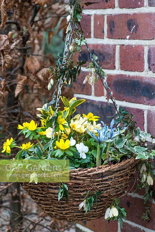 Winter hanging basket planted with winter aconite, white viola, Crocus 'Cream Beauty', variegated ivy, Iris reticulata 'Katharine Hodgkin' and Euonymus fortunei.