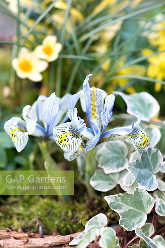 Winter planting combination of Iris reticulata 'Katharine Hodgkin', Crocus 'Cream Beauty' and variegated ivy.