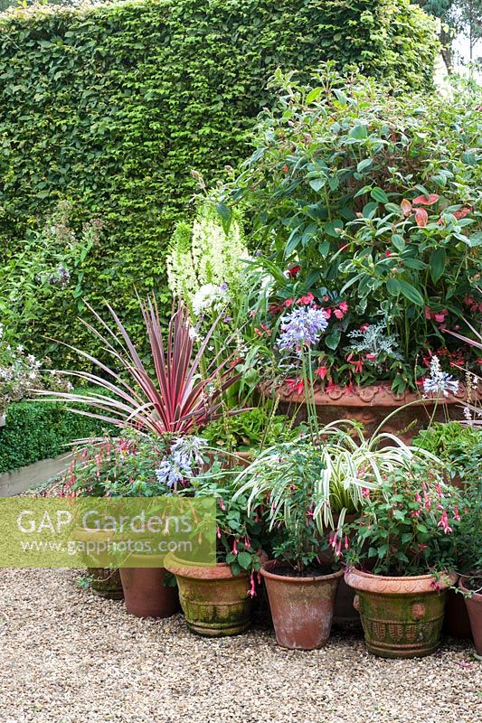 Late summer container display with fuschias, agapanthus, corydline