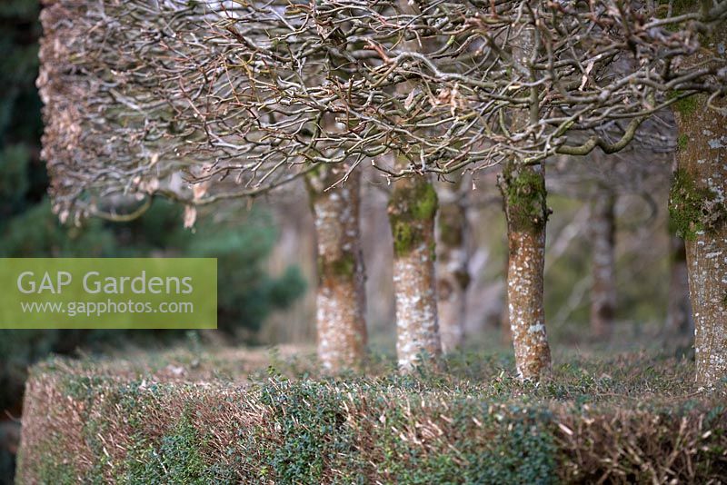 Carpinus betulus - pleached and topiaried hedge in February.
