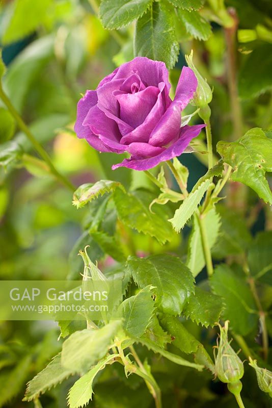 Rosa 'Rhapsody in Blue'. Hope House, Caistor, Lincolnshire