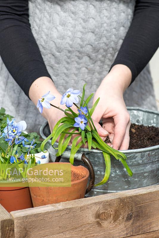 Planting an April Container. Step 3: planting Ipheion 'Rolf Fiedler' so that the leaves drape over the rim.
