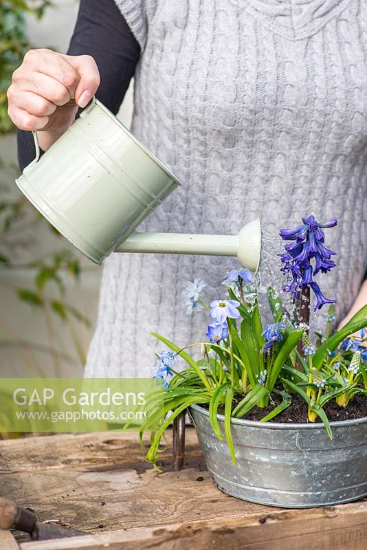 Watering an April Container of all-blue bulbs: Scilla siberica, Puschkinia libanotica, Muscari 'Peppermint', Hyacinth 'Peter Stuyvesant' and Ipheion 'Rolf Fiedler'.