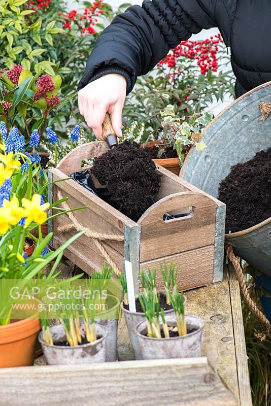 Planting a March Container. Step 2: fill the lined wooden box with general purpose compost.