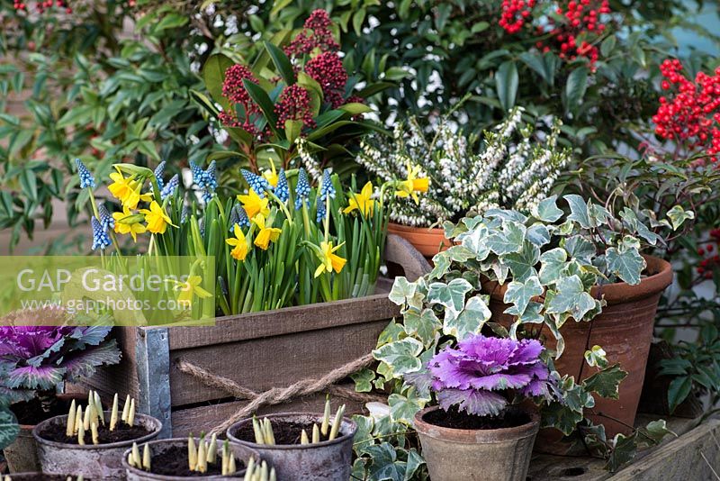 Set against backdrop of red berries of evergreen heavenly bamboo - Nandina domestica, wooden box planted with Narcissus 'Tete-a-Tete' and blue grape hyacinth, Muscari armeniacum. Behind, Skimmia japonica and white heather. In front, ivy, primulas, Cyclamen persicum, ornamental cabbage and pots of emerging crocus bulbs. 