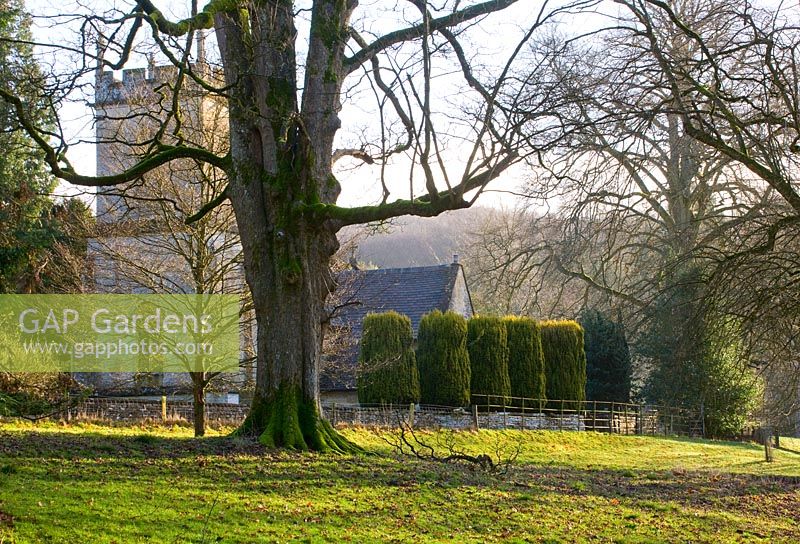 Woodland and the church at Colesbourne Park, Gloucestershire 