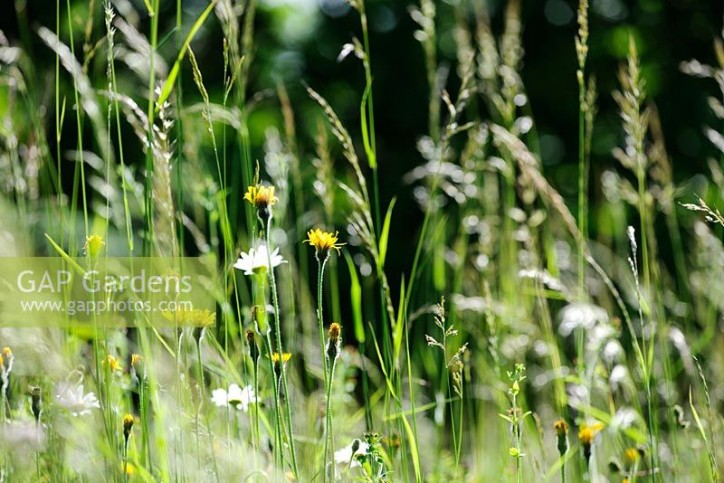 Leontodon hispidus, Meadow Grasses and Leucanthemum vulgare - Ox-eye Daisy