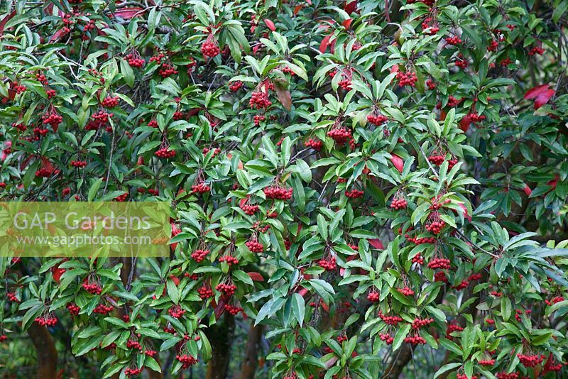 Photinia davidiana with red berries in autumn
