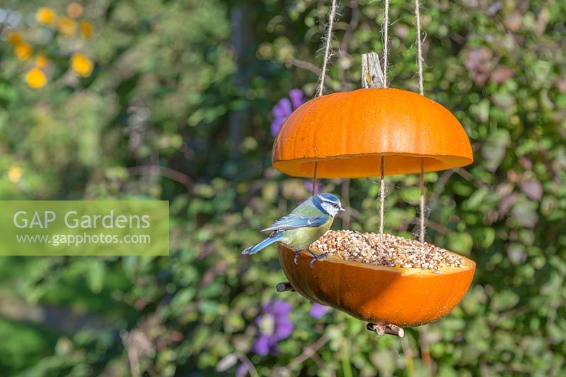 A blue tit eating seed from the Pumpkin Bird Feeder