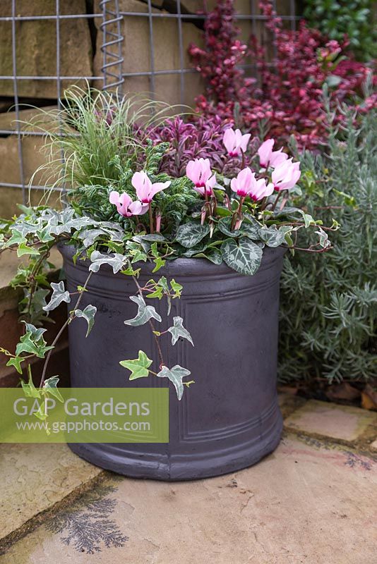 Pink Winter Container featuring Conifer, Cyclamen, Carex comans 'Frosted Curls', Variegated Ivy and Hebe 'Hot Shot' Hey Beauty series