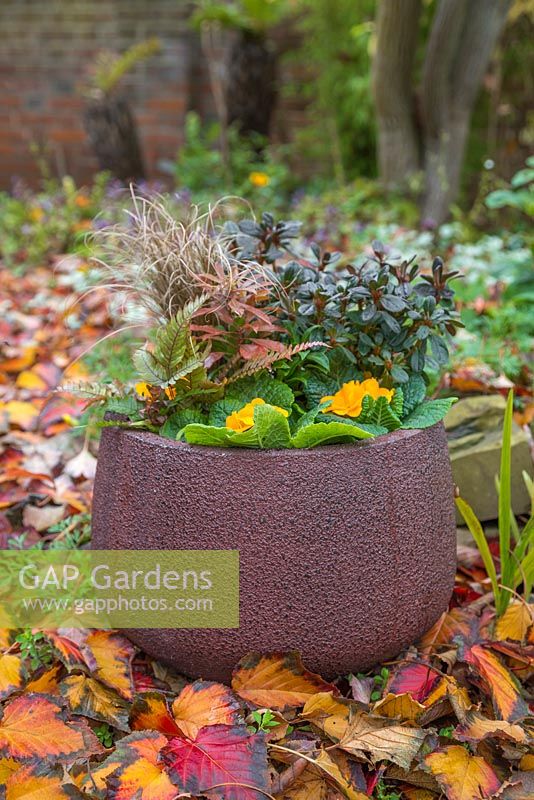 Winter Container featuring Carex buchananii, Fern, Primula, Pieris 'Forest Flame' and Rhododendron obtusum 'Canzonetta' - Japanese Azalea