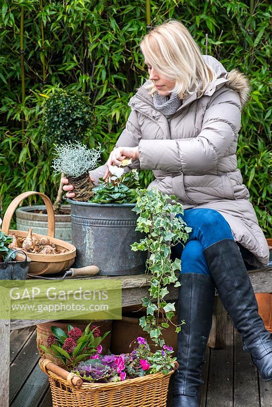 Planting a winter container. Step 3: Silver-leaved Calocephalus 'Silver Sand' is planted alongside Cyclamen persicum, trailing variegated ivy and Helleborus niger 'Christmas Carol'.