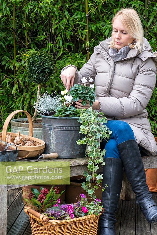 Planting a winter container.  Step 4: A second white Cyclamen persicum is planted alongside silver-leaved Calocephalus 'Silver Sand', trailing variegated ivy and Helleborus niger 'Christmas Carol'.