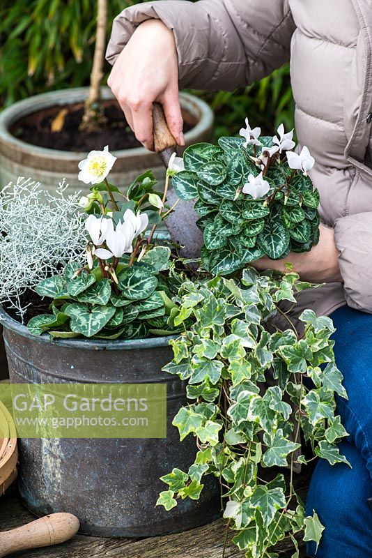 Planting a winter container. Step 4: A second white Cyclamen persicum is planted alongside silver-leaved Calocephalus 'Silver Sand', trailing variegated ivy and Helleborus niger 'Christmas Carol'.