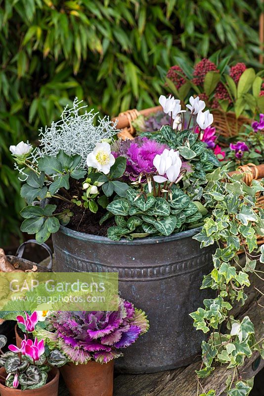 Planting a winter container. Step 6: Completed pot planted with ornamental cabbage, white Cyclamen persicum, silver-leaved Calocephalus 'Silver Sand', trailing variegated ivy and Helleborus niger 'Christmas Carol'. In terracotta pots and basket, primulas, pink cyclamen and cabbage.