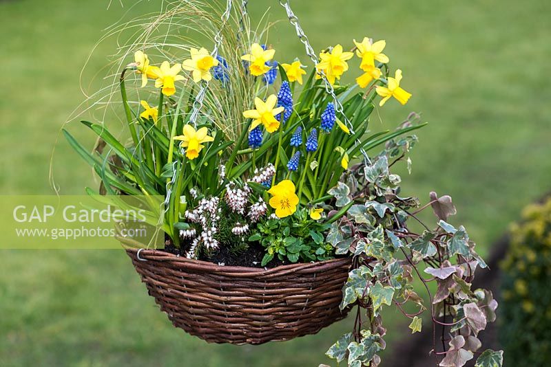Late winter wicker hanging basket planted with Stipa tenuissima, Narcissus 'Tete-a-Tete', Muscari armeniacum, Erica x darleyensis 'Bing', Hedera helix, Euonymus fortunei 'Emerald Gaiety' and variegated ivy.