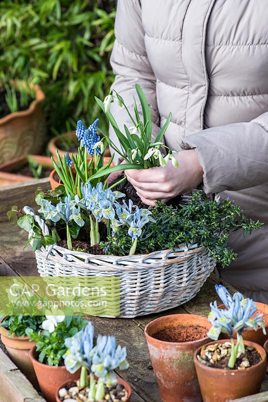 Planting a February basket. Step 6: planting snowdrops - Galanthus 'Cowhouse Green' in the centre of the arrangement.