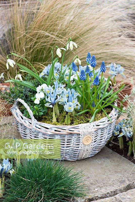 A February basket planted with Galanthus 'Cowhouse Green', Muscari armeniacum, Lithodora diffusa 'Heavenly Blue', Iris reticulata 'Katharine Hodgkin and ivy.