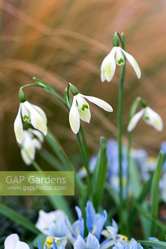 Galanthus 'Cowhouse Green', snowdrop, a bulb flowering in February.