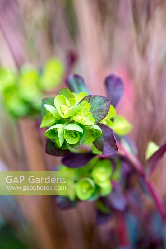 Euphorbia amygdaloides 'Purpurea', spurge, bears green and purple heads in spring