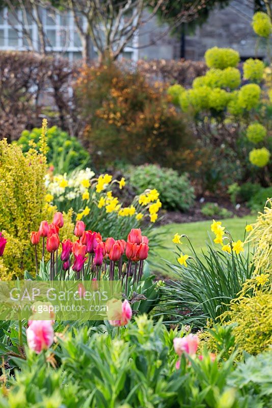 Spring border featuring Tulipa 'Annie Schilder' - red and Tulipa 'Apricot Parrot' - pink striped, Narcissus, Euphorbia 
