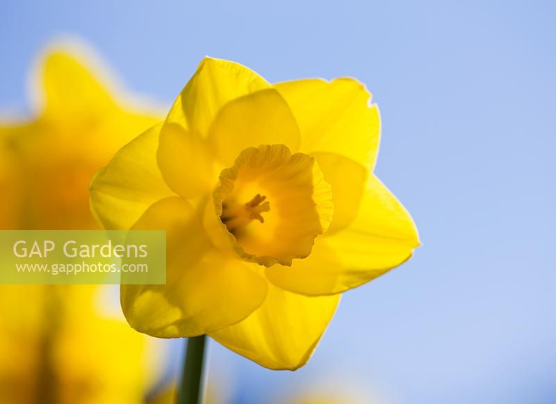 Narcissus 'Viking'.  R. A. Scamp, Quality Daffodils, Cornwall

