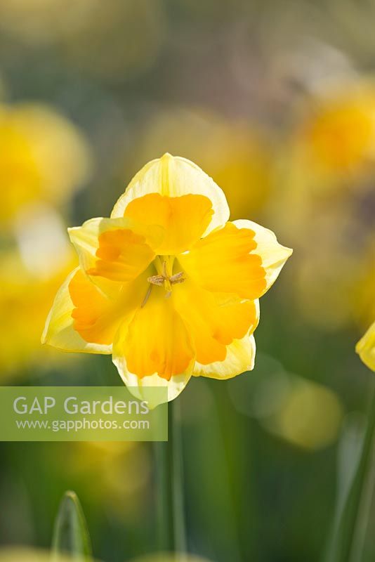 Narcissus 'Arwenack'. Credit: R. A. Scamp, Quality Daffodils, Cornwall