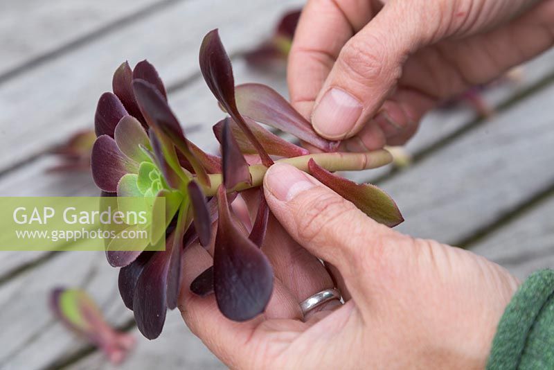 Remove the lower leaves from the Aeonium arboreum cutting, leaving the top section intact