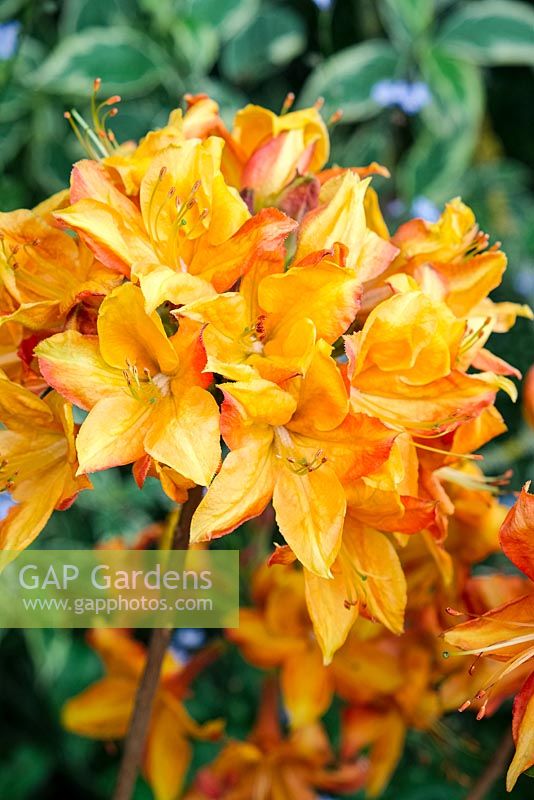 Rhododendron - Azalea Knap Hill Hybrid 'Golden Eagle' - June, Norfolk
