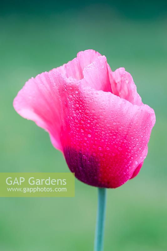 Papaver Somniferum - Opium Poppy 