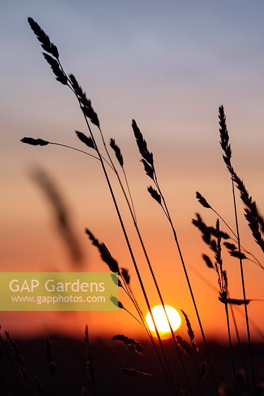 Grasses with Setting Sun