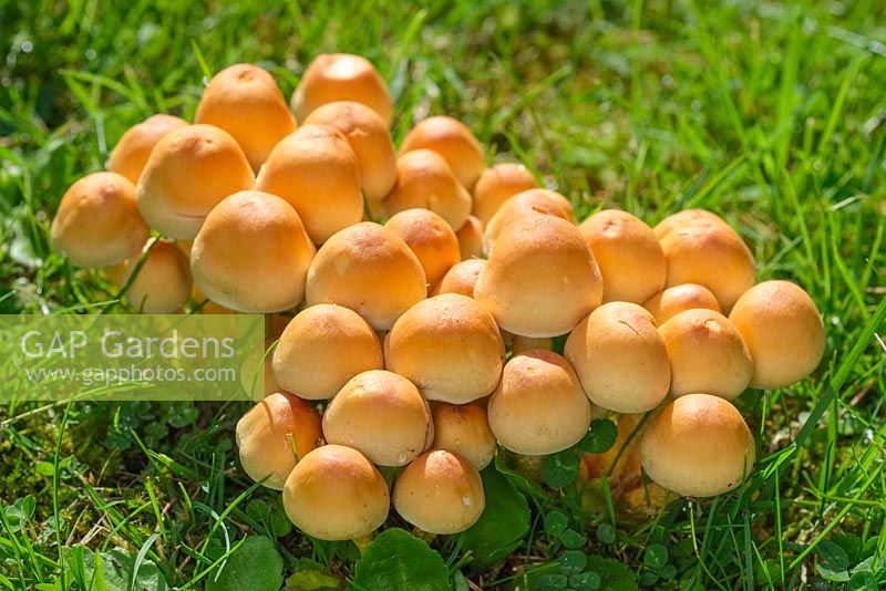Hypholoma fasciculare - Sulphur Tuft Fungi in Lawn 