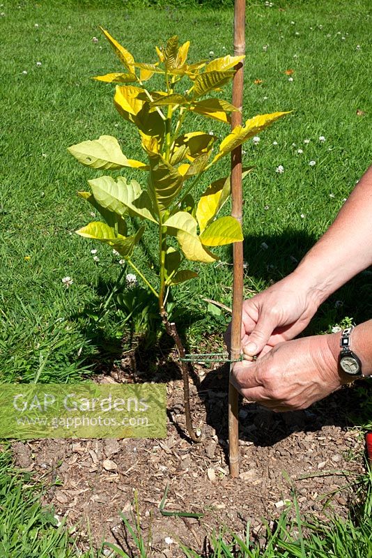 Cane staking a young Petelea trifoliata 'Aurea' planted in a lawn with a bamboo cane