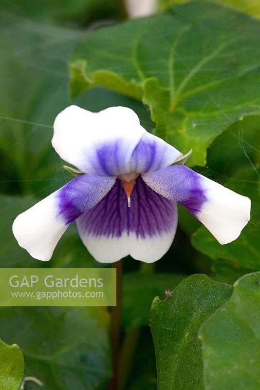 Viola hederacea - Violet