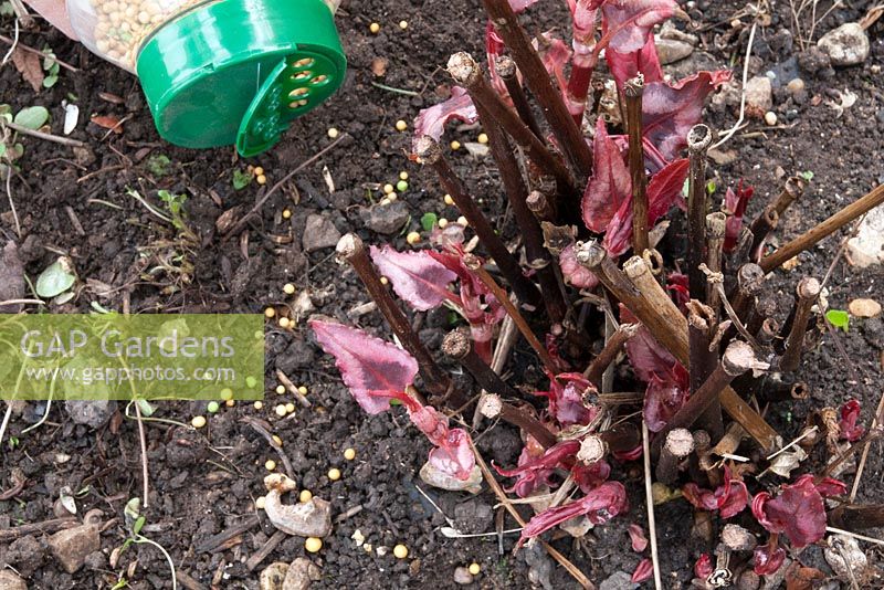 Applying a controlled release granular fertilizer to Persicaria 'Red Dragon'