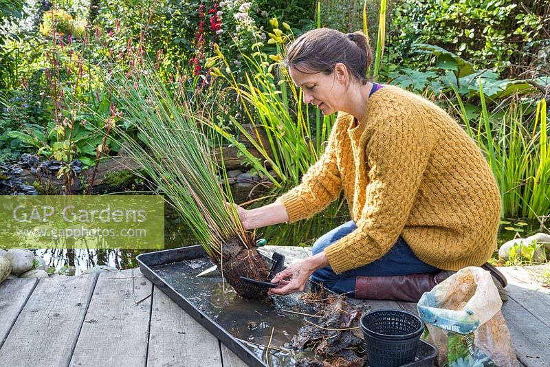 Cut down the sides of the pond basket and carefully remove your aquatic plant, Juncus inflexus - Hard Rush